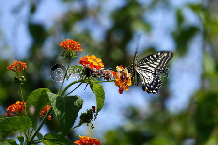 ��󥿥ʤȥ����ϥ��祦