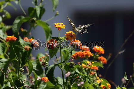 ��󥿥ʤȥ����ϥ��祦