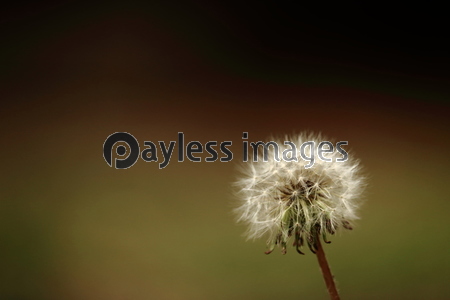 ����ݥݤ�����