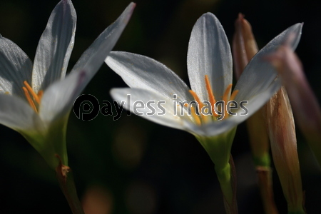 ���ޥ�����β�