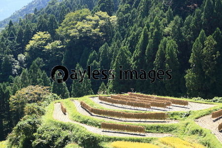 �߸���ê��