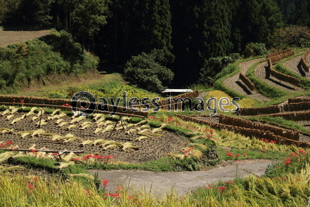 �߸���ê��