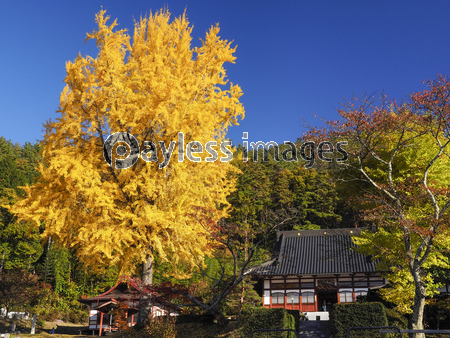 Ĺʡ�����祤���祦