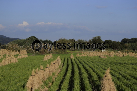 ��饰���Τ�������