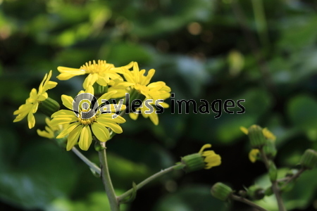 �ĥ�֥��β�