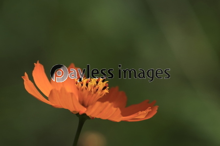 ���Хʥ����⥹