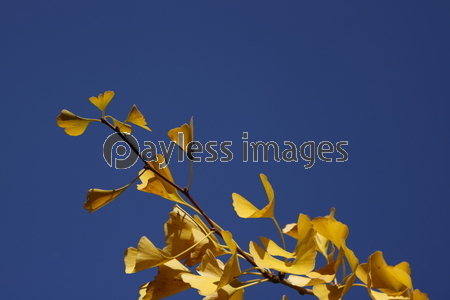 ���Ť��������祦