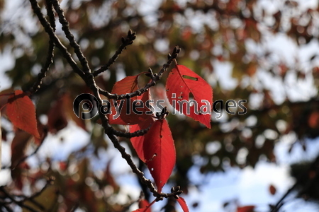 ���Ť���������