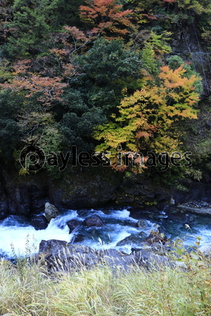 ��ë�ι���