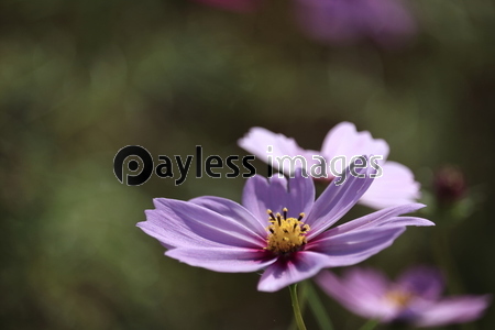 �����⥹Ȫ