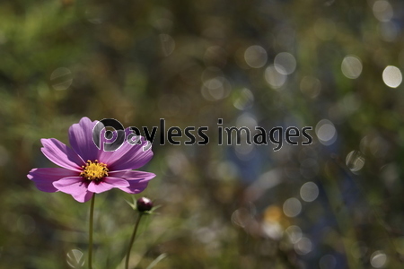 �����⥹Ȫ