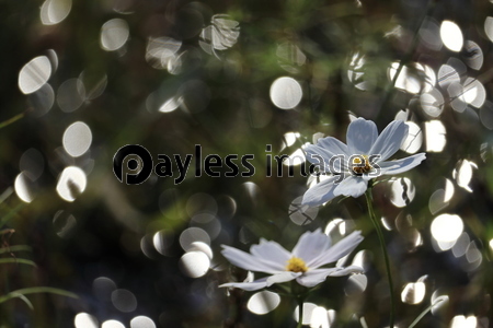 �����⥹Ȫ