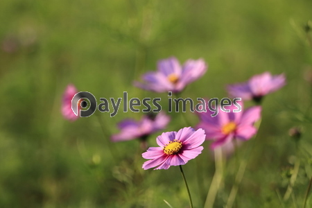 �����⥹Ȫ