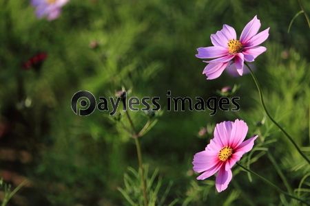 �����⥹Ȫ