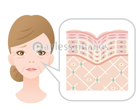しわ 肌 女性 断面図 商用利用可能な写真素材 イラスト素材ならストックフォトの定額制ペイレスイメージズ