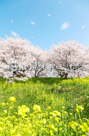 日本の春の風景 商用利用可能な写真素材 イラスト素材ならストックフォトの定額制ペイレスイメージズ