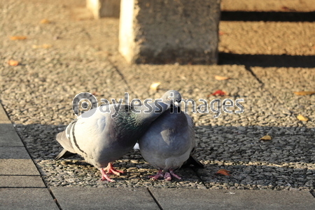 ȷ�Υ��åץ�