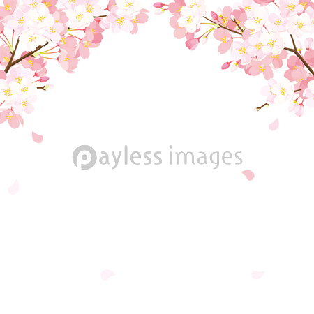 桜 背景イラスト ストックフォトの定額制ペイレスイメージズ