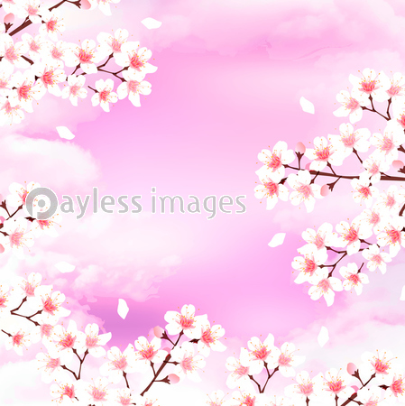 桜 花 風景 背景 商用利用可能な写真素材 イラスト素材ならストックフォトの定額制ペイレスイメージズ