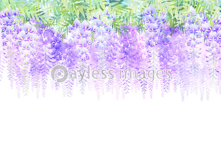 藤の花 商用利用可能な写真素材 イラスト素材ならストックフォトの定額制ペイレスイメージズ