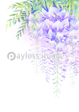 藤の花 商用利用可能な写真素材 イラスト素材ならストックフォトの定額制ペイレスイメージズ