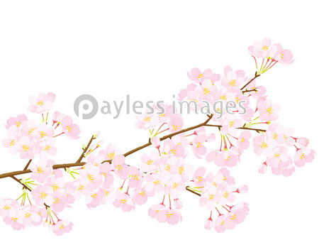 桜 背景イラスト ストックフォトの定額制ペイレスイメージズ