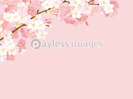 桜 背景イラスト 商用利用可能な写真素材 イラスト素材ならストックフォトの定額制ペイレスイメージズ