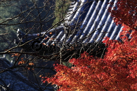 ��ϻ���ι���