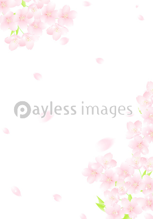 さくら キラキラ桜吹雪 イラスト ストックフォトの定額制ペイレス