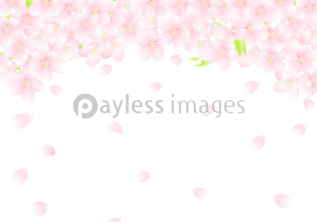 サクラの花のアーチ 桜吹雪 イラストの写真 イラスト素材