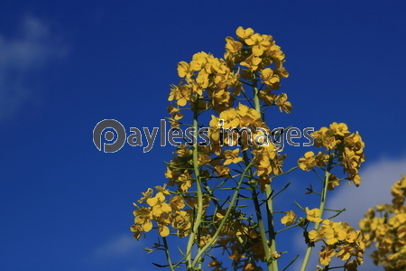 �ڤβ֤��Ķ�