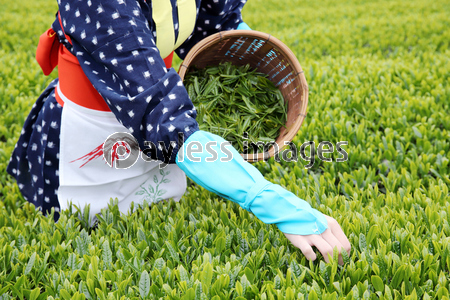 茶摘み 茶畑 商用利用可能な写真素材 イラスト素材ならストックフォトの定額制ペイレスイメージズ