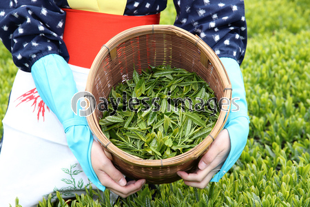 トップ100茶 摘み 茶畑 イラスト 動物ゾーン