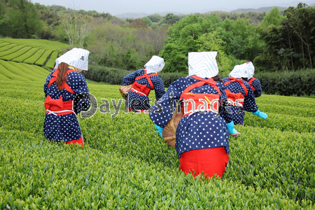 茶畑 茶摘み 商用利用可能な写真素材 イラスト素材ならストックフォトの定額制ペイレスイメージズ 茶畑 茶摘み 商用利用可能な写真素材 イラスト素材ならストックフォトの定額制ペイレスイメージズ