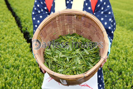 茶摘み 茶畑 商用利用可能な写真素材 イラスト素材ならストックフォトの定額制ペイレスイメージズ