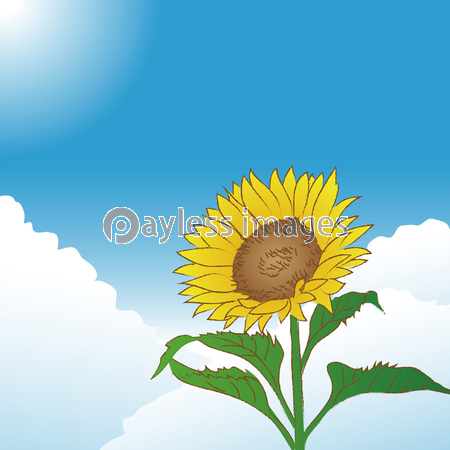 青空とひまわりの花 夏のイメージ ストックフォトの定額制ペイレスイメージズ