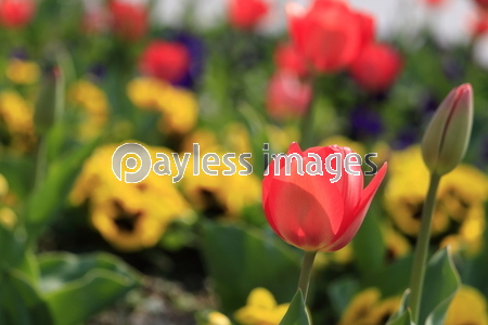 ���塼��å�