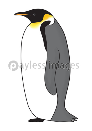 コウテイペンギン 商用利用可能な写真素材 イラスト素材ならストックフォトの定額制ペイレスイメージズ