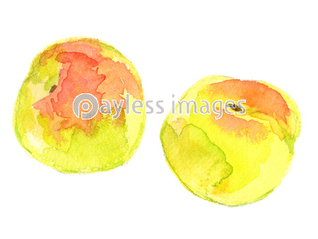 青梅 水彩イラスト 商用利用可能な写真素材 イラスト素材ならストックフォトの定額制ペイレスイメージズ