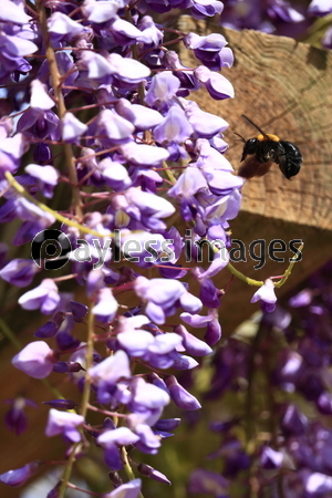 ƣ�β֤ȥ��ޥХ�