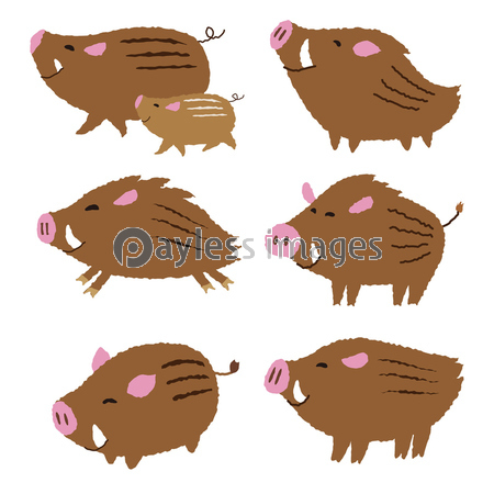 猪のイラスト 亥年 年賀状素材 干支動物 ストックフォトの定額制ペイレスイメージズ