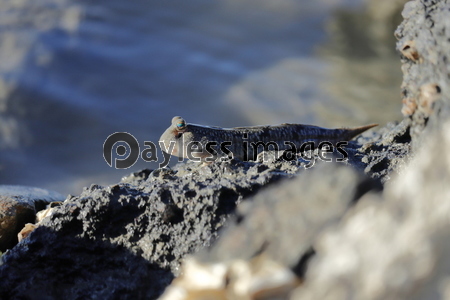 ����ե꡼���᡼��