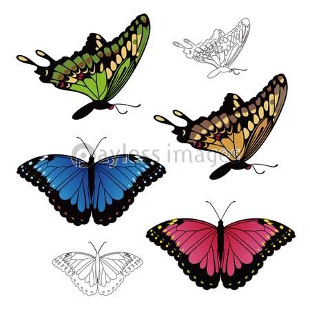 カラフルなアゲハ蝶やモルフォ蝶のイラスト 商用利用可能な写真素材 イラスト素材ならストックフォトの定額制ペイレスイメージズ