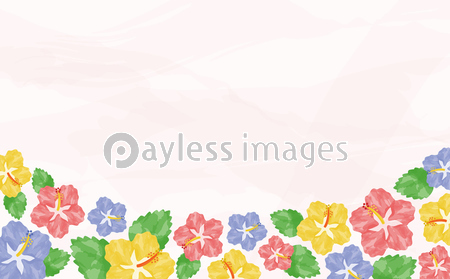 水彩 ハイビスカス 背景 ストックフォトの定額制ペイレスイメージズ