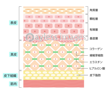 肌の構造 ストックフォトの定額制ペイレスイメージズ