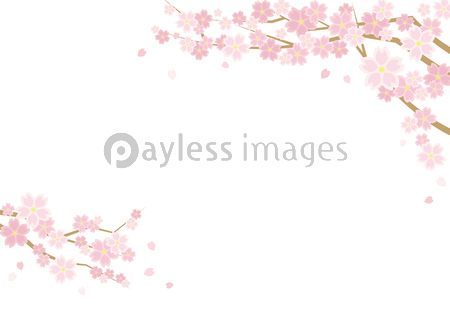 桜のある春の風景のイラスト 白背景 レクタングルバナーバージョン ストックフォトの定額制ペイレスイメージズ