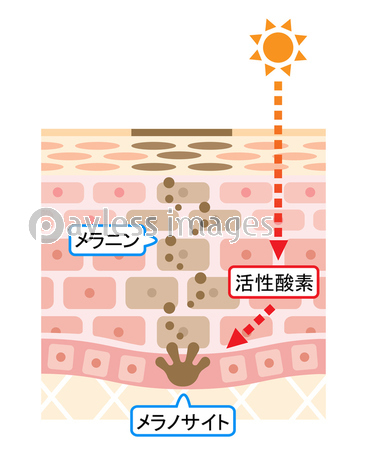 しみの構造 肌の断面図 商用利用可能な写真素材 イラスト素材ならストックフォトの定額制ペイレスイメージズ