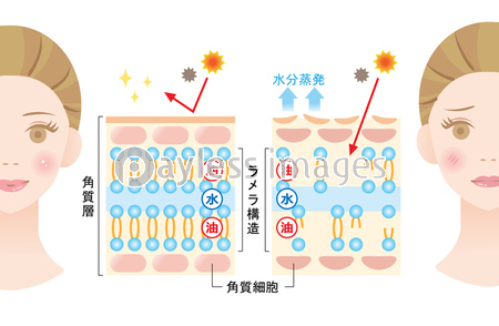 ラメラ構造 肌の断面図 商用利用可能な写真素材 イラスト素材ならストックフォトの定額制ペイレスイメージズ