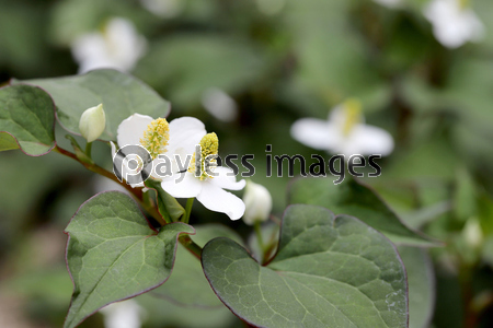 どくだみ 花 商用利用可能な写真素材 イラスト素材ならストックフォトの定額制ペイレスイメージズ