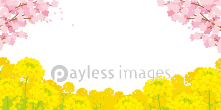 桜と菜の花 背景イラスト ストックフォトの定額制ペイレスイメージズ